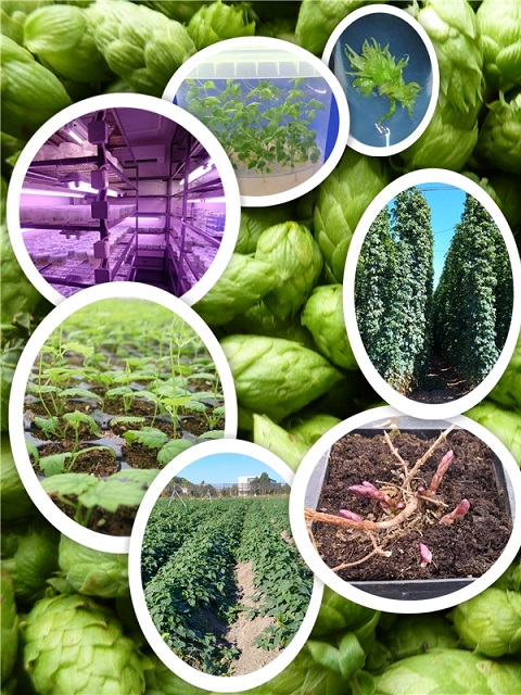 Production of virus-free hop rootstocks